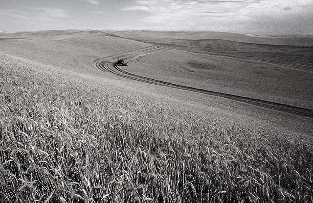 Wheat_harvest.jpg