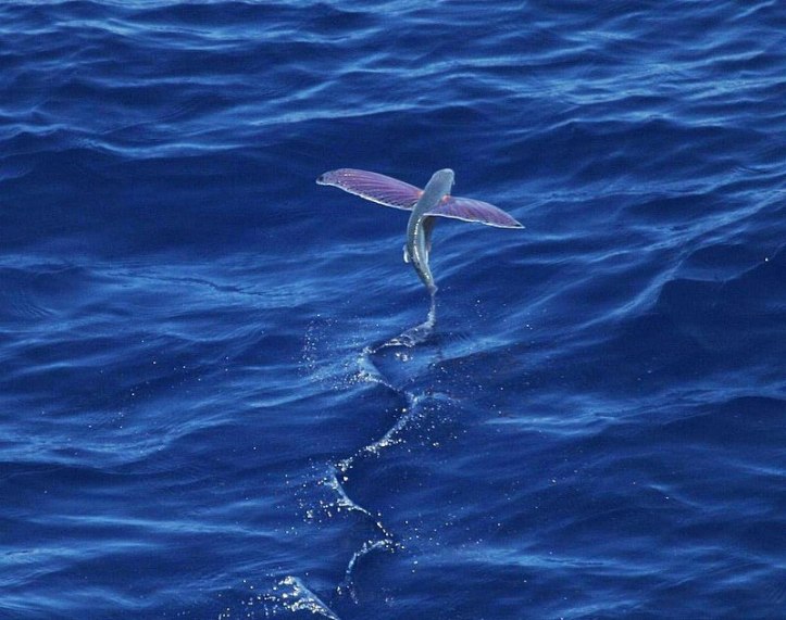800px-Pink-wing_flying_fish